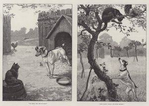 Chats et chiens